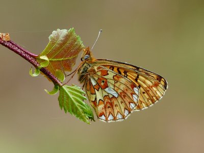 Pearl-bordered Fritillary - Wyre Forest 26.05.2015