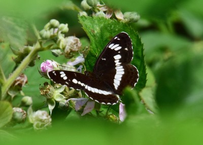 White Admiral - Oversley Wood 05.07.2021