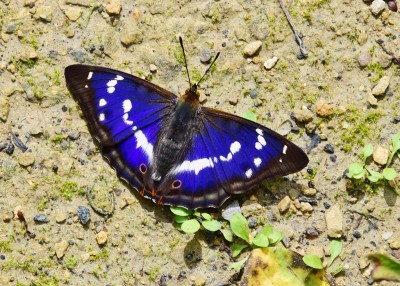 Purple Emperor - Oversley Wood 05.07.2021