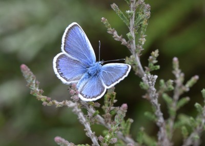 Silver-studded Blue - Chapel Common 06.06.2022