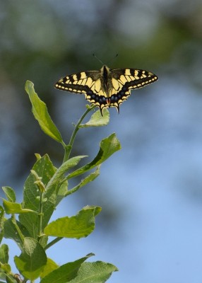 Swallowtail - Strumpshaw Fen 11.06.2023