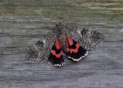 Red Underwing - Coverdale 16.08.2023
