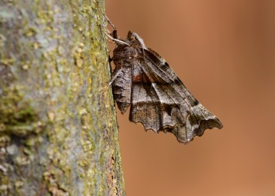 Early Thorn female - Coverdale 10.04.2022