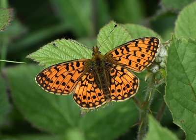 Small Pearl-bordered Fritillary - Warton Crag 09.06.2019