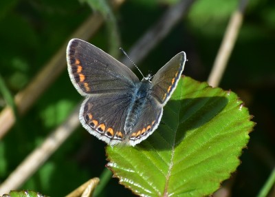 Common Blue female - Housel Bay 06.08.2019