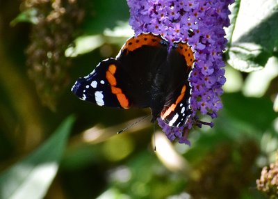 Red Admiral - Castle Hills 26.08.2019