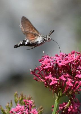 Hummingbird Hawk Moth - Carleon Cove 03.08.2020