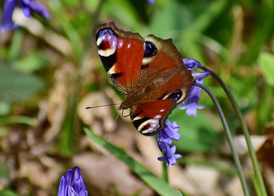 Peacock - Snitterfield Bushes 22.04.2019