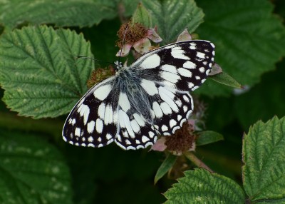 Marbled White male - Bickenhill 02.07.2020