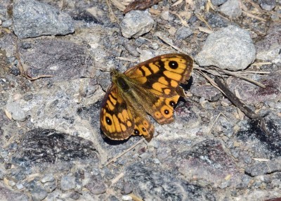 Wall Brown - Lizard Village 06.08.2024