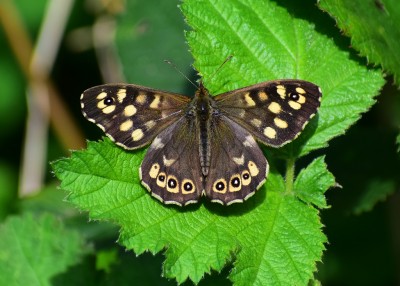 Speckled Wood male #1 - Coverdale 16.04.2020