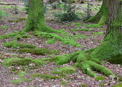 Mossy Tree roots - RSPB Arne 03.09.2020
