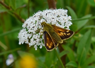 Silver-spotted Skipper female - Old Winchester Hill 30.08.2021