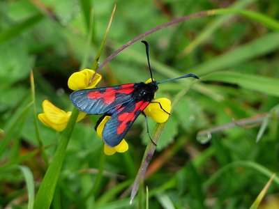 Five-spot Burnet Moth ab. - Prestbury Hill 28.05.2018