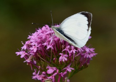 Large White male - Lulworth Cove 04.09.2024