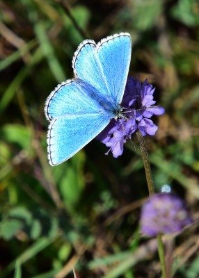 Adonis Blue - Old Wincheaster Hill 06.09.2022