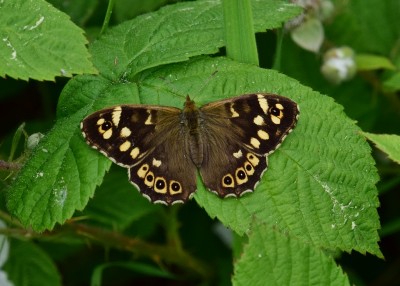 Speckled Wood female - Langley Hall 10.06.2022