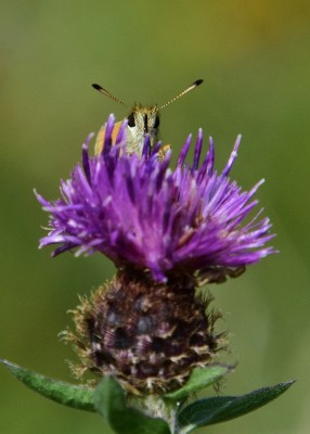 Essex Skipper female - Blythe Valley 31.07.2024