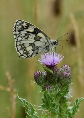 Marbled White -  Blythe Valley 22.06.2023