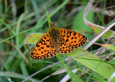 Small Pearl-bordered Fritillary - Enys Head 06.08.2020