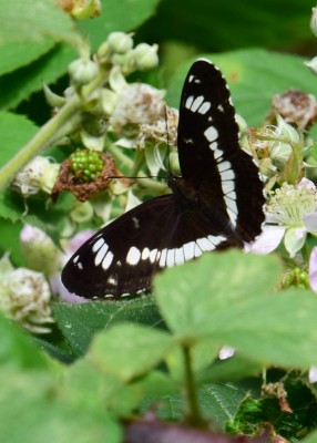 White Admiral - Oversley Wood 05.07.2021