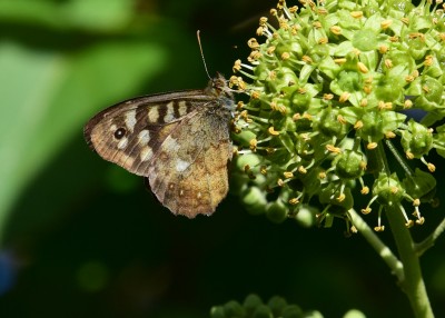 Speckled Wood - Coverdale 23.09.2022