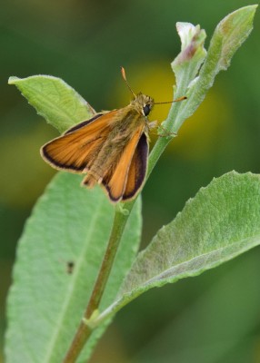 Small Skipper male - Oversley Wood 08.07.2024