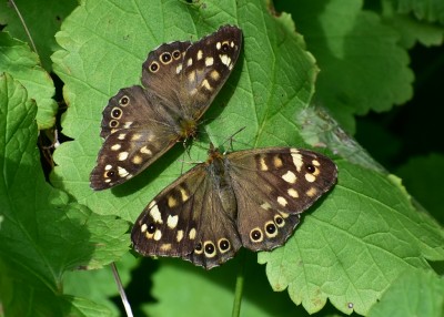 Speckled Wood pair - Coverdale 30.08.2019