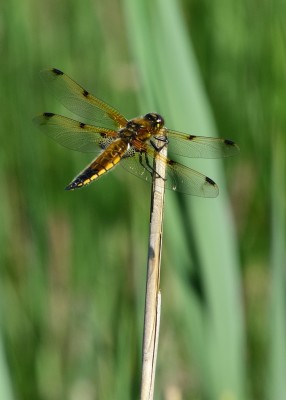 Four-spotted Chaser - How Hill 13.06.2023