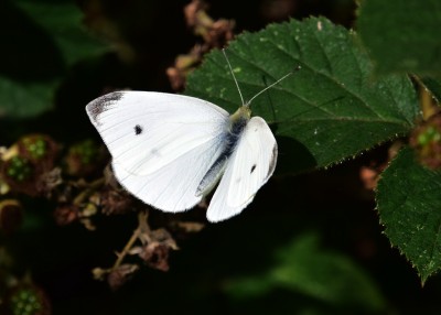 Small White male -  Coverdale 29.07.2021