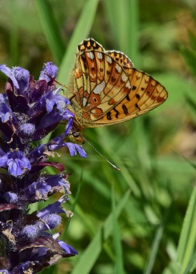 Pearl-bordered Fritillary - Stansted Forest 11.05.2023