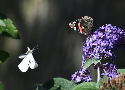 Red Admiral and incoming Large White - Castle Hills 21.09.2019