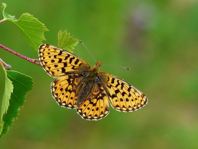 Pearl-bordered Fritillary - Wyre Forest 26.05.2015