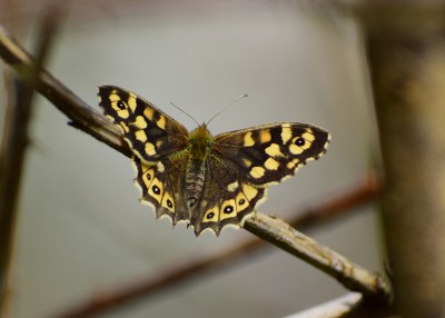 Speckled Wood - Coverdale 08.04.2020