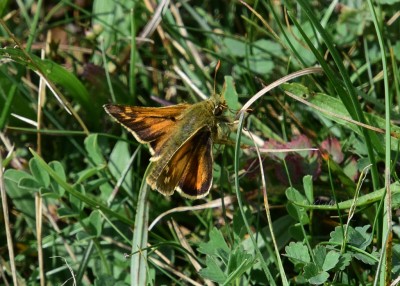 Silver-spotted Skipper male - Old Winchester Hill 27.08.2023