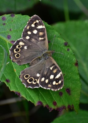 Speckled Wood female - Langley Hall 30.08.2019