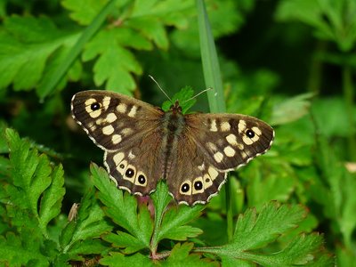 Speckled Wood male - Coverdale 08.05.2016