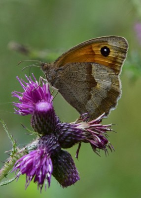 Meadow Brown female - Oversley Wood 08.07.2024