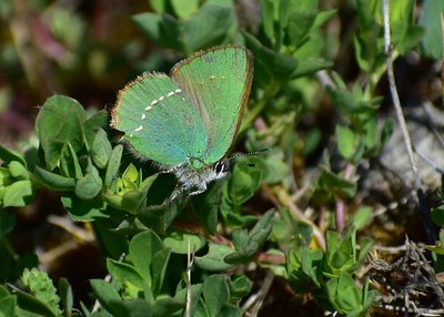 Green Hairstreak - Bishops Hill 12.05.2019