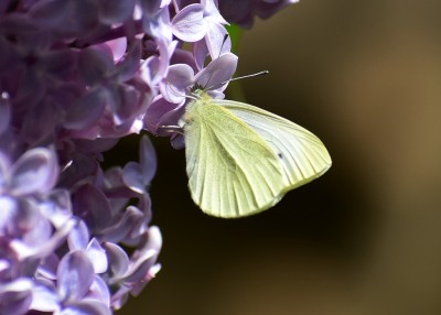 Small White - Coverdale 27.04.2020