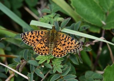 Small Pearl-bordered Fritillary - Kynance Cove 06.08.2024