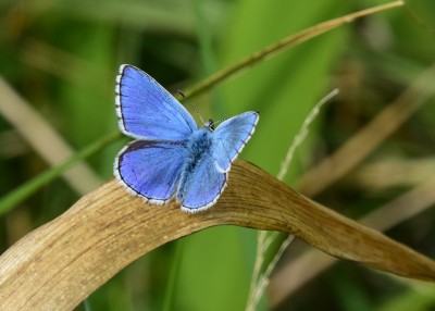 Adonis Blue - Durdle Door 04.09.2024