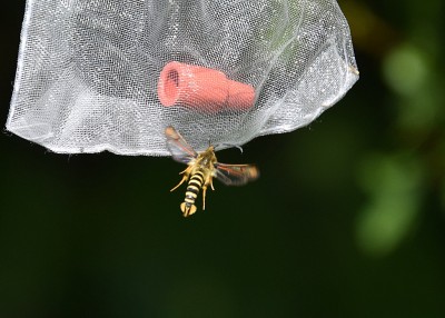 Six-belted clearwing to the lure in the second spot.