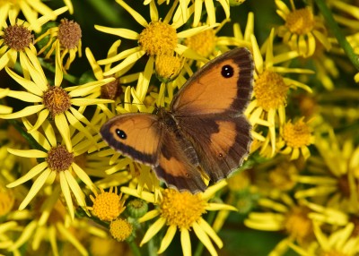 Gatekeeper female - Blythe Valley 31.07.2024