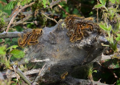 Brown-tail Moth caterpillars - Bosham 17.04.2022