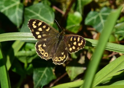 New Speckled Wood male - Coverdale 25.04.2021