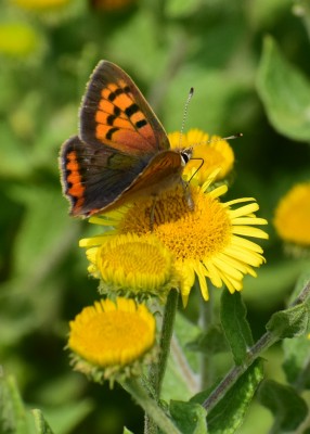 Small Copper - Blythe Valley 11.08.2020