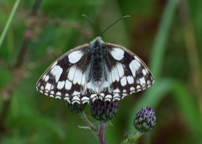 Marbled White female - Bickenhill 02.07.2020