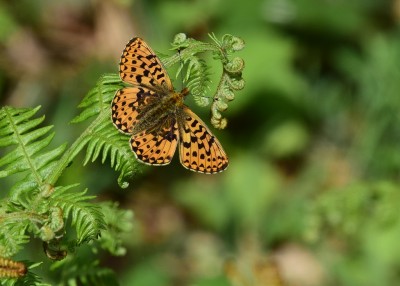 Pearl-bordered Fritillary - Stansted Forest 11.05.2023