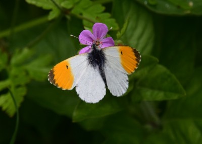 Orange-tip - Coverdale 01.06.2023